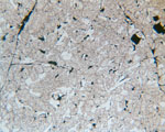 Thin Section Photograph of Sample EETA79001 in Reflected Light