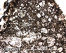 DOM 08014 Meteorite Thin Section Photo with 5x magnification in Plane-Polarized Light