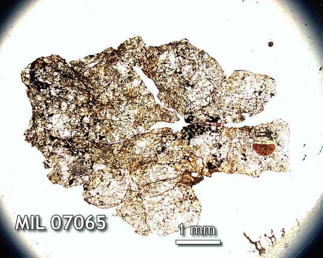 Thin Section Photo of Sample MIL 07065 in Plane-Polarized Light with 1.25x Magnification