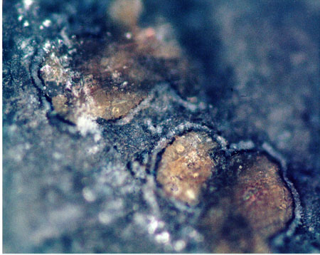 Binocular Microscope Image of Sample ALH 84001 Showing Carbonate Blebs