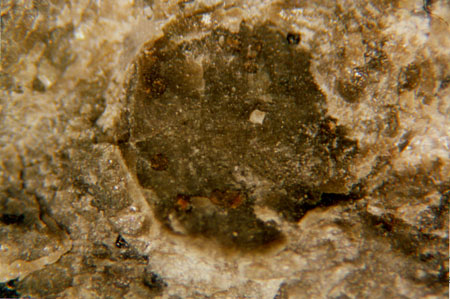 Binocular Microscope Image of Sample ALH 84001 Showing Textured Carbonates in a Fracture Surface