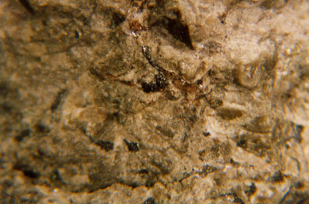 Binocular Microscope Image of Sample ALH 84001 Showing Carbonate Vein