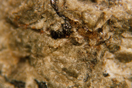Binocular Microscope Image of Sample ALH 84001 Showing Closeup of Carbonate Vein