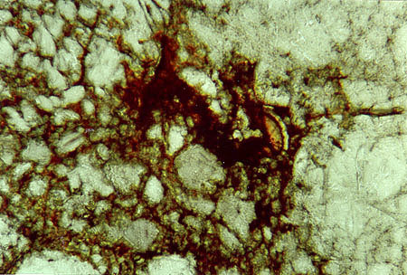 Thin Section Photograph of Sample ALH 84001 in Plane-Polarized Light Showing Rounded Zoned Carbonate