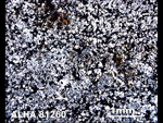Thin Section Photo of Sample ALH A81260 in Plane-Polarized Light