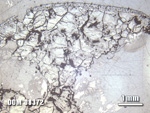Thin Section Photo of Sample DOM 08372 at 1.25X Magnification in Reflected Light