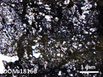 Thin Section Photo of Sample DOM 18166 in Plane-Polarized Light with 2.5X Magnification
