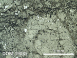 Thin Section Photo of Sample DOM 19035 in Reflected Light with 2.5X Magnification