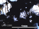 Thin Section Photo of Sample LAR 12283 in Plane-Polarized Light with 5X Magnification
