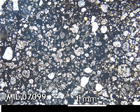 Thin Section Photo of Sample MIL 07099 in Plane-Polarized Light with 2.5x Magnification