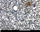 Thin Section Photo of Sample MIL 07389 in Plane-Polarized Light with 2.5x Magnification