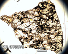 Thin Section Photo of Sample MIL 090076 in Plane-Polarized Light with 1.25x Magnification