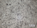 Thin Section Photo of Sample MIL 11069 in Reflected Light with 1.25x Magnification