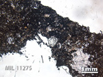 Thin Section Photo of Sample MIL 11275 in Plane-Polarized Light with 1.25x Magnification