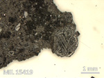Thin Section Photo of Sample MIL 15419 in Reflected Light with 2.5X Magnification