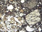 Thin Section Photograph of Sample ALHA81008 in Plane-Polarized Light