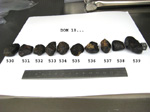 Lab Group Photo of Sample DOM 10534 Displaying North Orientation