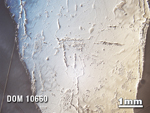 Thin Section Photo of Sample DOM 10660 in Reflected Light with 1.25X Magnification