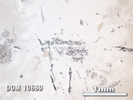 Thin Section Photo of Sample DOM 10660 in Reflected Light with 2.5X Magnification