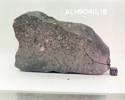 West View of Sample ALH 90411 (Photo Number: S94-46853)
