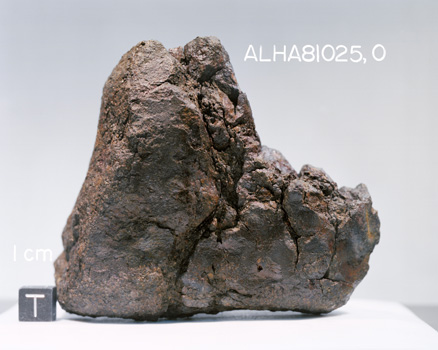 Lab Photograph of Sample ALHA 81025 (Photo Number: S83-25181)