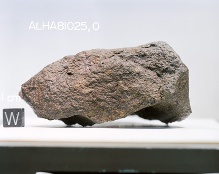 Lab Photograph of Sample ALHA 81025 (Photo Number: S83-25183)