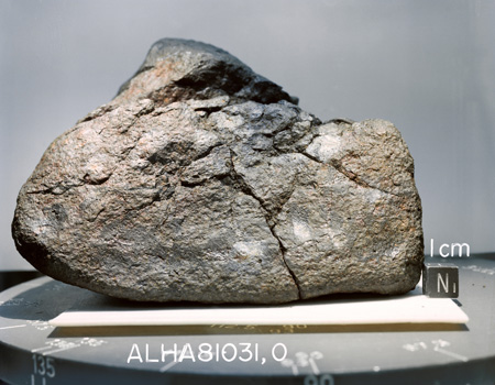 Lab Photograph of Sample ALHA 81031 (Photo Number: S82-39572)