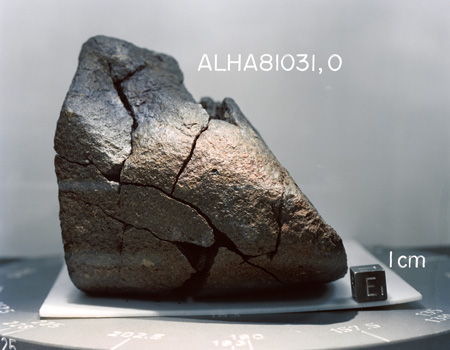 Lab Photograph of Sample ALHA 81031 (Photo Number: S82-39573)