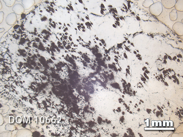 Thin Section Photo of Sample DOM 10662 in Reflected Light with 1.25x Magnification