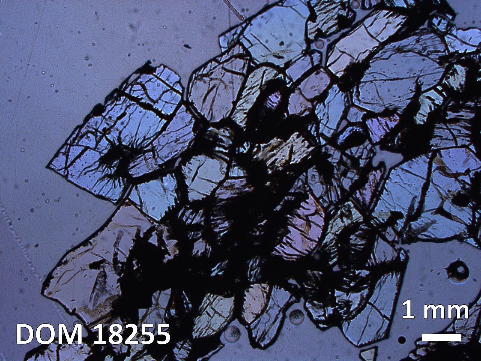 Thin Section Photo of Sample DOM 18255 in Plane-Polarized Light with 1.25X Magnification