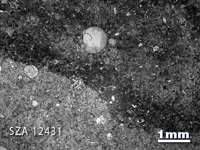 Thin Section Photograph of Sample SZA 12431 in Reflected Light