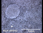 Thin Section Photo of Sample ALH 84042 in Reflected Light