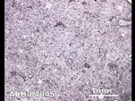 Thin Section Photo of Sample ALH 84045 in Reflected Light