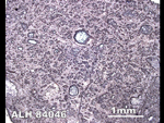 Thin Section Photo of Sample ALH 84046 in Reflected Light