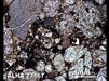 Thin Section Photograph of Sample ALHA 77167 in Plane-Polarized Light