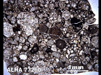 Thin Section Photograph of Sample ALHA 77260 in Plane-Polarized Light