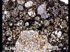 Thin Section Photograph of Sample ALHA 81025 in Plane-Polarized Light