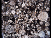 Thin Section Photograph of Sample ALHA 81030 in Plane-Polarized Light