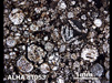 Thin Section Photograph of Sample ALHA 81053 in Plane-Polarized Light