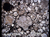 Thin Section Photograph of Sample ALHA 81060 in Plane-Polarized Light