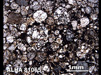 Thin Section Photograph of Sample ALHA 81065 in Plane-Polarized Light