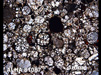 Thin Section Photograph of Sample ALHA 81087 in Plane-Polarized Light
