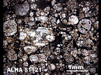 Thin Section Photograph of Sample ALHA 81121 in Plane-Polarized Light