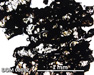 DOM 08012 Meteorite Thin Section Photo with 5x magnification in Plane-Polarized Light