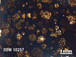 Thin Section Photo of Sample DOM 10257 in Plane-Polarized Light with 1.25X Magnification
