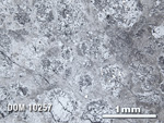 Thin Section Photo of Sample DOM 10257 in Reflected Light with 2.5X Magnification