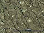 Thin Section Photo of Sample DOM 14239 in Reflected Light with 5X Magnification