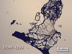 Thin Section Photo of Sample DOM 14289 in Plane-Polarized Light with 1.25X Magnification
