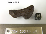 Lab Photo of Sample DOM 18173 Displaying Bottom Orientation