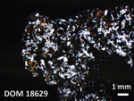 Thin Section Photo of Sample DOM 18629 in Cross-Polarized Light with 1.25X Magnification
